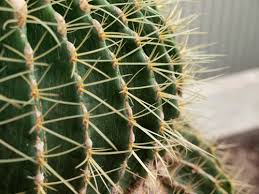 leaf-cactus spine