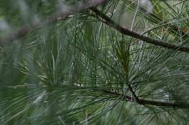 leaf--pine needle