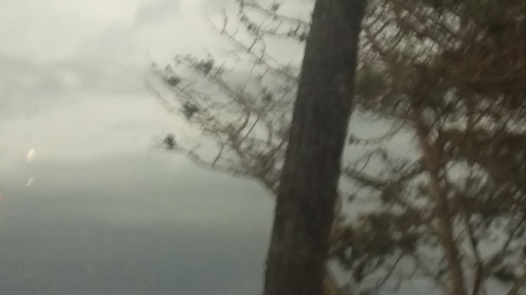 La Jolla Comorrants nesting in trees
