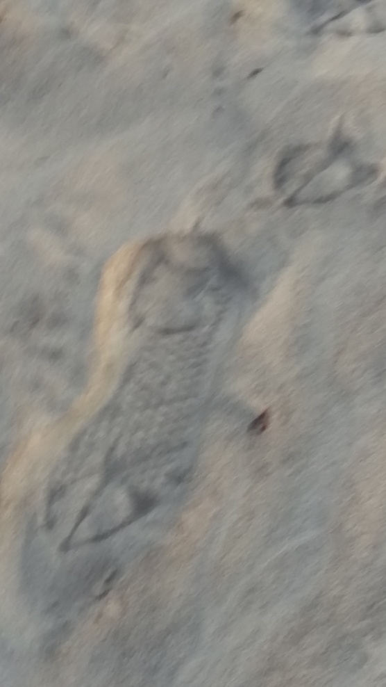 Footsteps on La Jolla Shores Beach--Human and bird