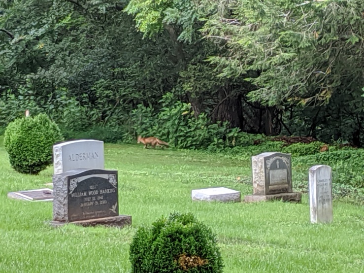 fox in the churchyard